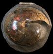 Museum Quality Placenticeras Ammonite - South Dakota #31427-1